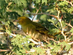 Ploceus intermedius cabanisii