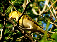 Ploceus intermedius cabanisii