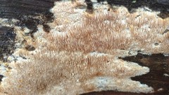 Wrightoporia avellanea