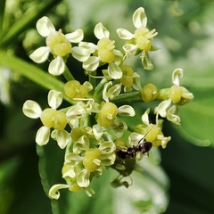 Smyrnium olusatrum