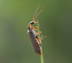 Cantharis nigricans
