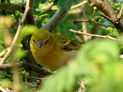 Ploceus intermedius cabanisii