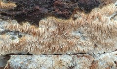 Wrightoporia avellanea