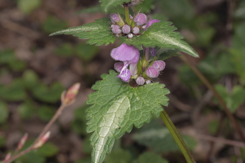 hluchavka škvrnitá (Lamium maculatum)