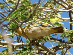 Ploceus intermedius cabanisii