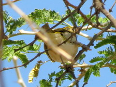 Ploceus intermedius cabanisii