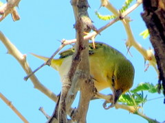 Ploceus intermedius cabanisii