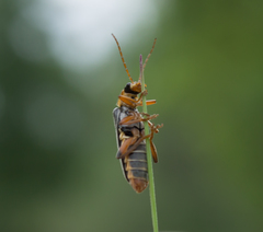 Cantharis nigricans