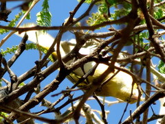 Ploceus intermedius cabanisii