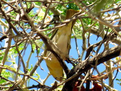 Ploceus intermedius cabanisii