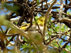 Ploceus intermedius cabanisii