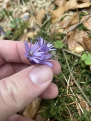 Soldanella montana