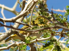 Ploceus intermedius cabanisii