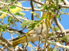 Ploceus intermedius cabanisii