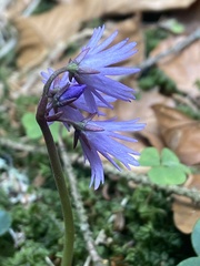 Soldanella montana