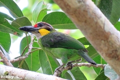 Psilopogon chrysopogon