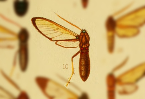 Isanthrene fulvipuncta