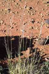 Stipagrostis ciliata capensis