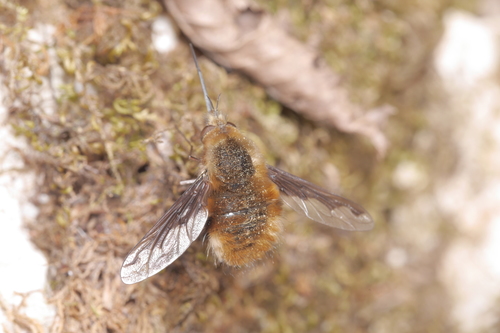 chlpačka veľká (Bombylius major)