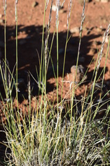 Stipagrostis ciliata capensis