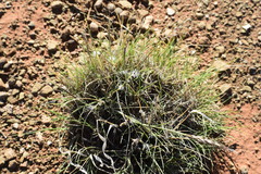 Stipagrostis ciliata capensis