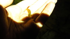 Eubranchipus vernalis