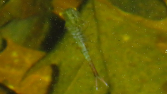 Eubranchipus vernalis