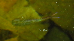 Eubranchipus vernalis