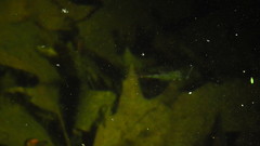 Eubranchipus vernalis