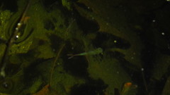 Eubranchipus vernalis