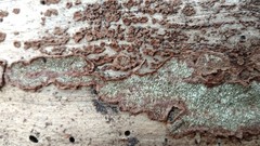 Dentocorticium portoricense