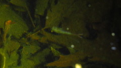 Eubranchipus vernalis