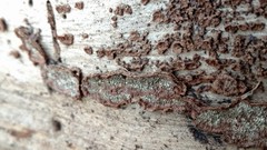 Dentocorticium portoricense