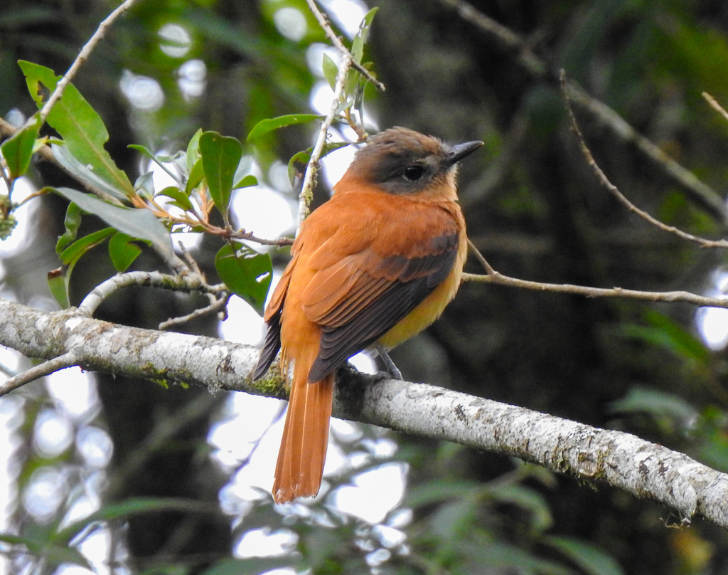 Rufous-tailed Attila photo