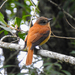 Rufous-tailed Attila - Photo (c) Joseane Derengoski, some rights reserved (CC BY-NC), uploaded by Joseane Derengoski
