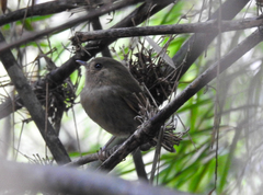 Hemitriccus obsoletus