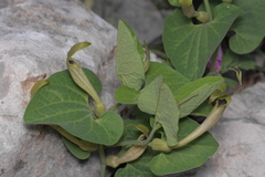 Aristolochia lutea