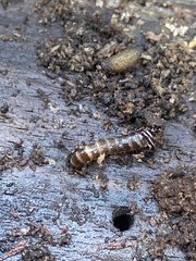 Denticollis linearis