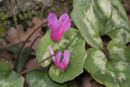 ugljolistni klobučac (Cyclamen repandum)