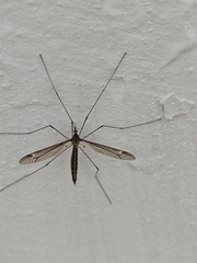Tipula