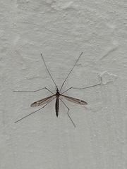 Tipula