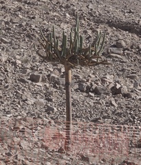 Browningia candelaris