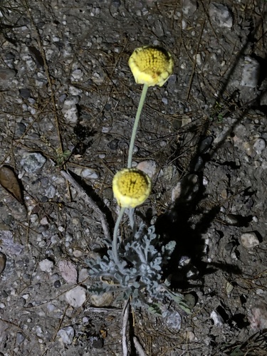 Baileya multiradiata
