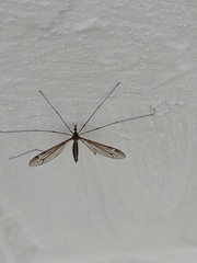 Tipula