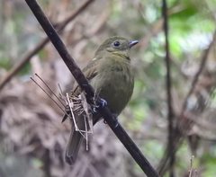 Schiffornis virescens