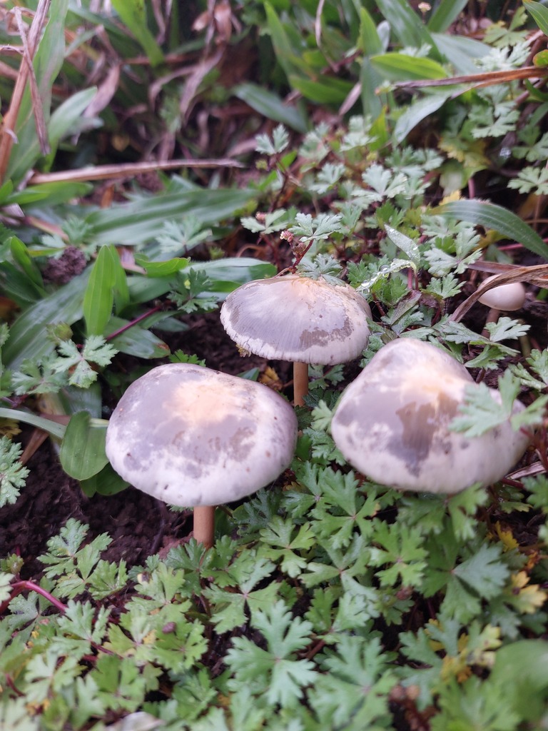 Collybia sordida · April 2022 · photo: © deerjacksonhu (iNaturalist, cc-by)
