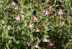 Hermannia glanduligera