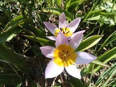 Tulipa saxatilis
