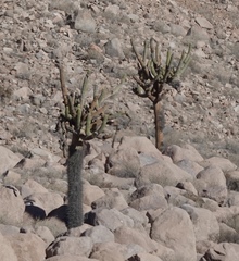 Browningia candelaris