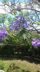 Jacaranda